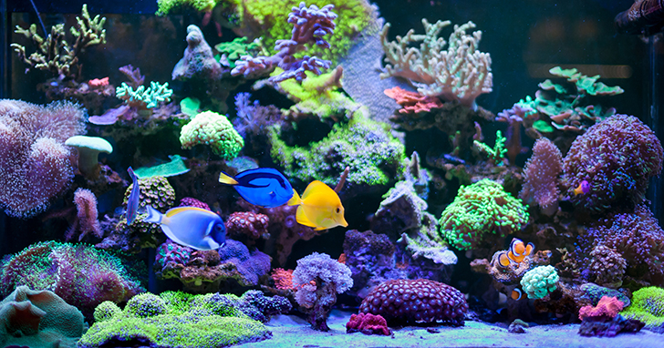 Fish Stocking Guidelines