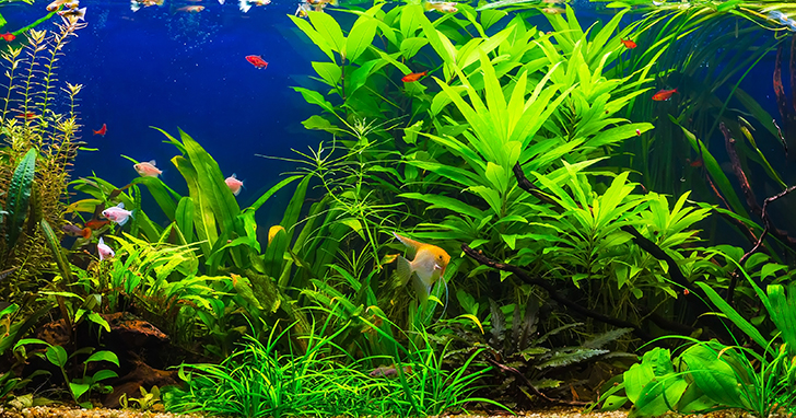 Why is It Important to Have Plants in the Aquarium? 