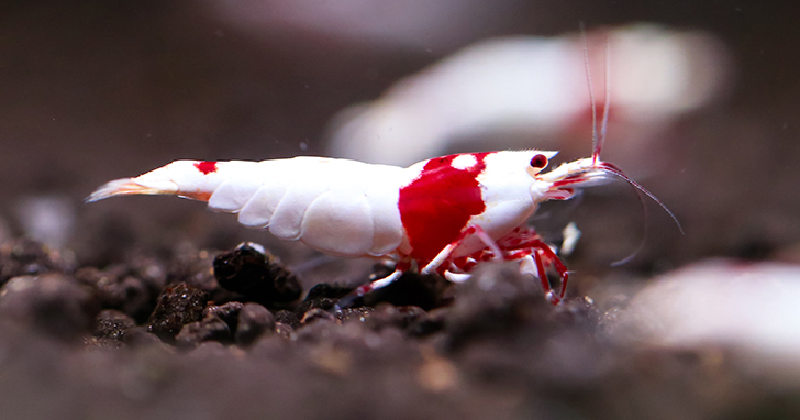 Freshwater Invertebrates for Aquariums: Shrimp, Lobsters and Snails
