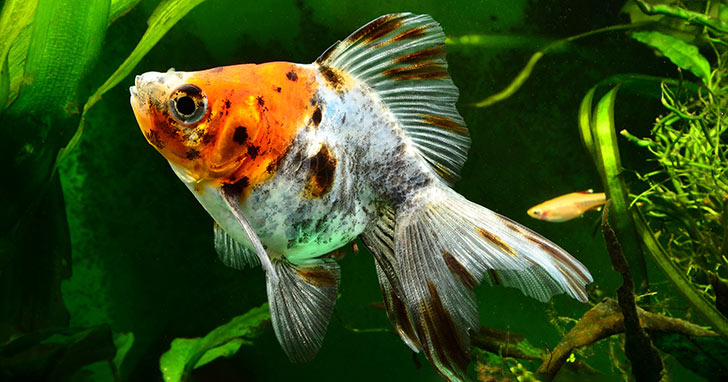 How to Set Up a Proper Goldfish Aquarium