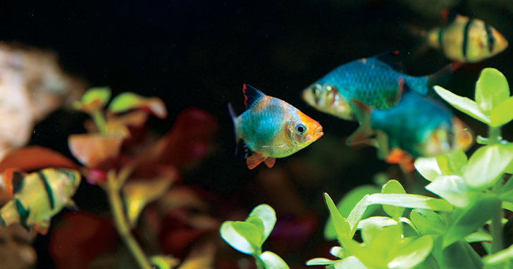 How to Use Reverse Osmosis in Your Aquarium 