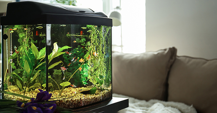 Introducing New Fish to Your Aquarium