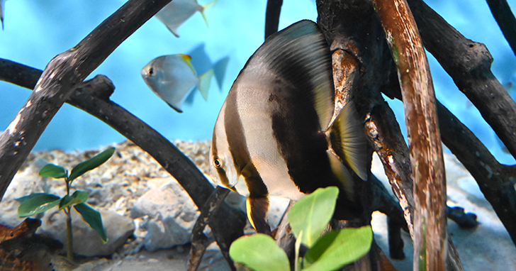 Introduction to Red Mangroves