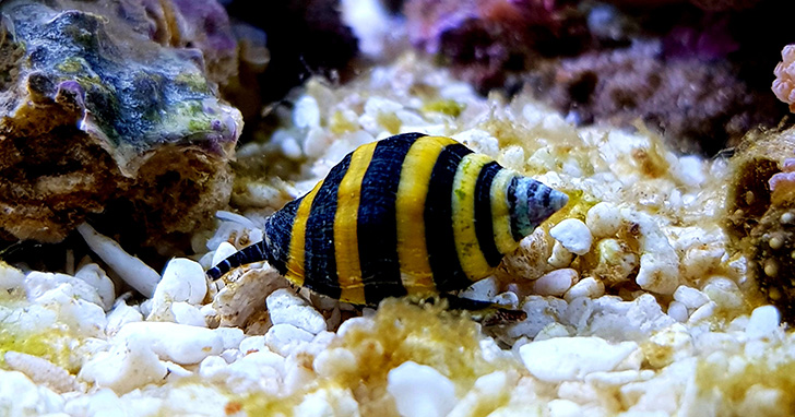 Blue Tangs