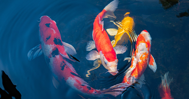 KOI