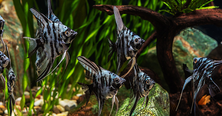 Blue Tangs