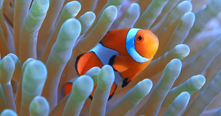 Blue Tangs