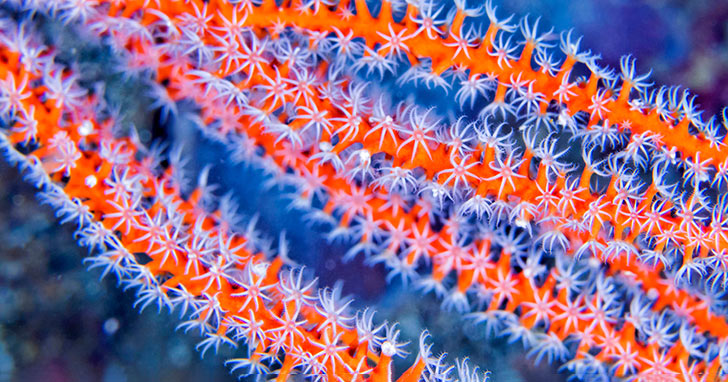 Proper Feeding Techniques Using Phytoplankton and Zooplankton