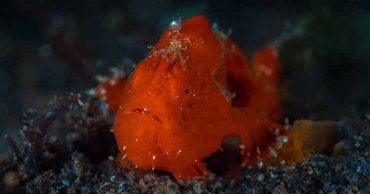 RedOrange Anglerfish