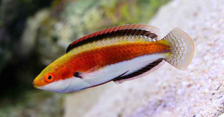 Introduction to Reef Safe Wrasses