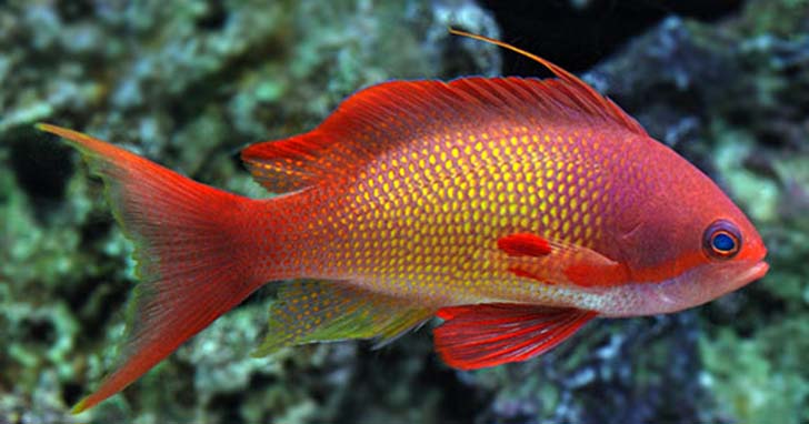 Indian Ocean Lyretail Anthias