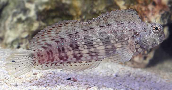 Sailfin Algae Blenny