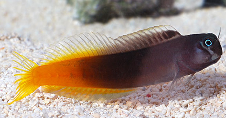 Bicolor Blenny