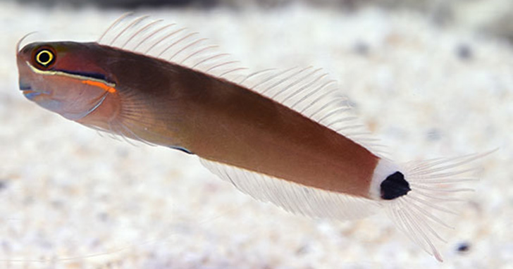 Tailspot blenny