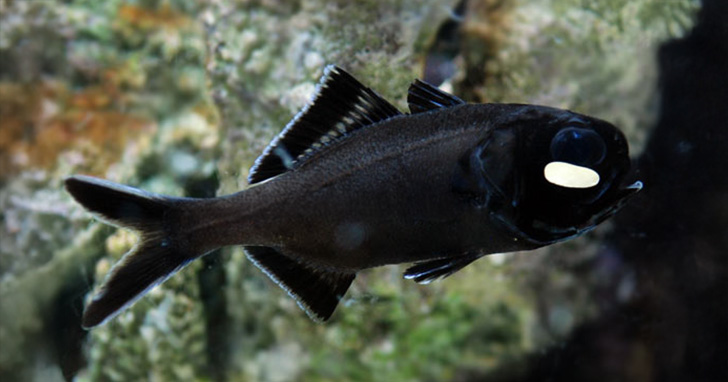 Two-Fin Flashlight Fish