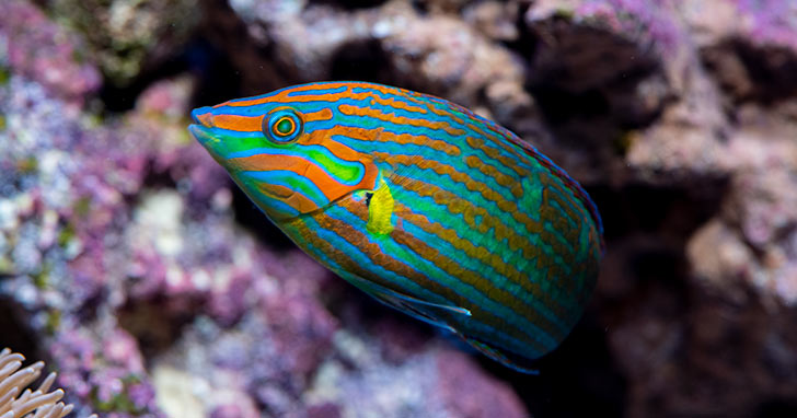 Get to know Halichoeres Wrasse
