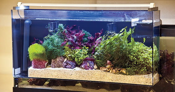 reef aquariums let good