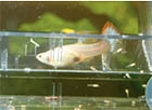 Breeding chamber