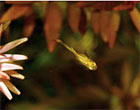 Juvenile Fry
