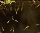 Newborn Fry