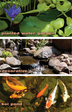 Pond Types