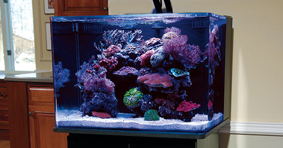 aquascaping nano reef aquariums