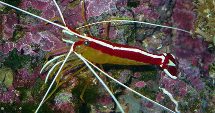 Aquarium Shrimps - Shrimps in the Aquarium Trade