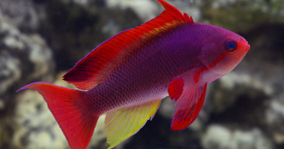 The Anthias of the Genus Pseudanthias - Part 1