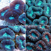 Corals for Beginners