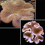 Corals for Beginners