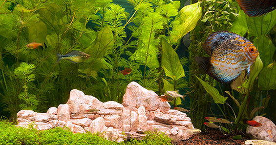 Low-light Plants for Freshwater Aquariums