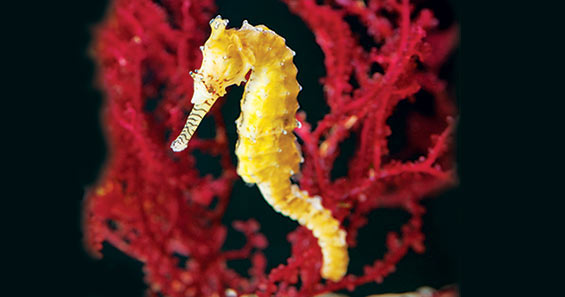 Spotlight on Captive-Bred ORA® Seahorses