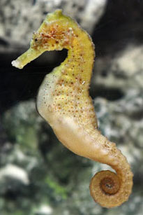 Kuda Seahorse, Captive-Bred ORA®