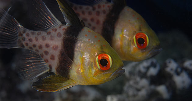 Popular Saltwater Fish for Beginners - Top 5 Choices for a Successful Saltwater Aquarium