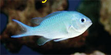 Blue/Green Reef Chromis