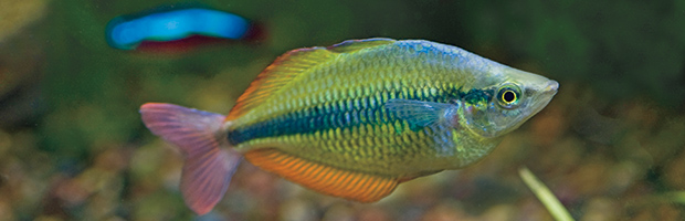 Rainbow Fish