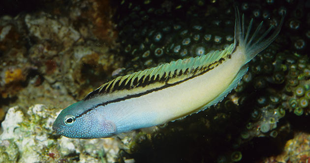 Meiacanthus-nigrolineatus