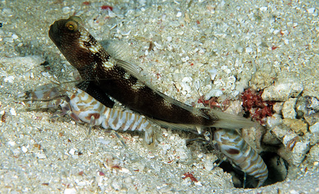 Cryptocentrus-fasciatus