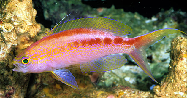 Pseudanthias-aurulentus