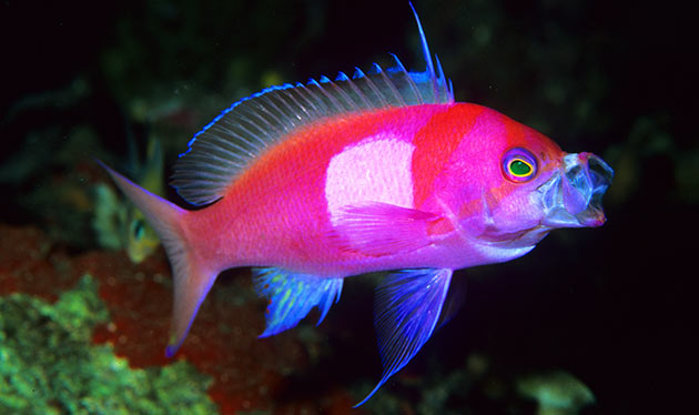 Pseudanthias-pleurotaenia-Male