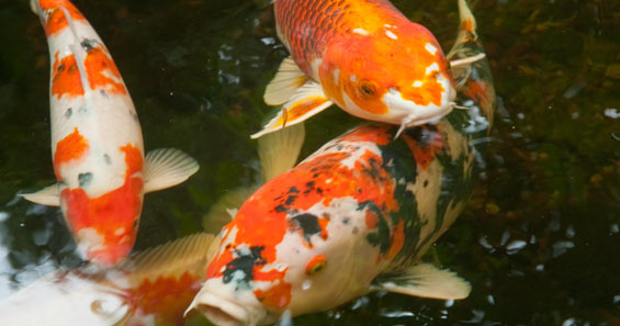 Develop an Eye for Beautiful Koi: Learn How Koi are Judged