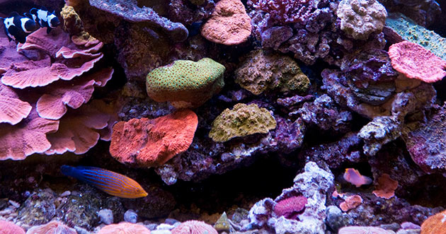 Essential Aquarium Maintenance Tools: Keep Routine maintenance