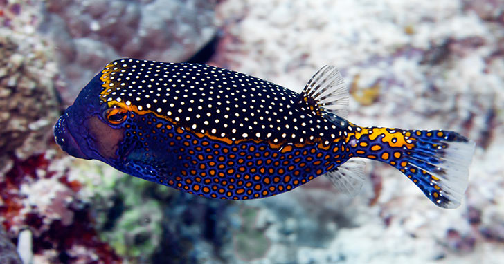 Boxfish