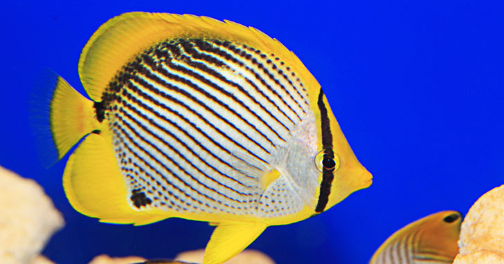 Butterflyfish