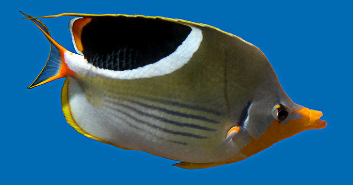 Butterflyfish