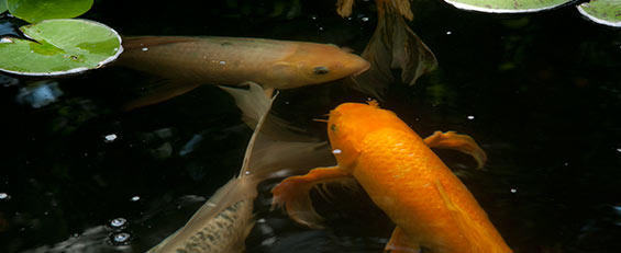 How to stop pond predators.