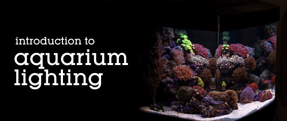 Choosing the Proper Lighting for Your Aquarium