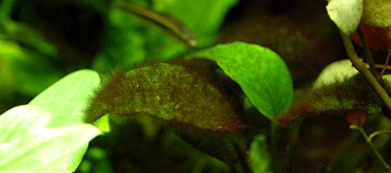 Algae
