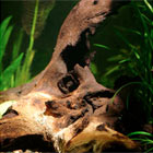 Mopani Driftwood