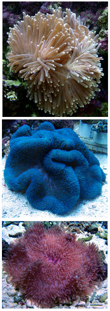 LiveAquaria.com Diver's Den® Quarantine Procedures for Anemones